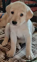 Yellow Girl, a female Labrador Retriever for sale in Terrebonne, OR – 2 of 6