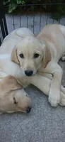Yellow Girl, a female Labrador Retriever for sale in Terrebonne, OR – 3 of 6