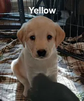 Yellow Girl, a female Labrador Retriever for sale in Terrebonne, OR – 6 of 6