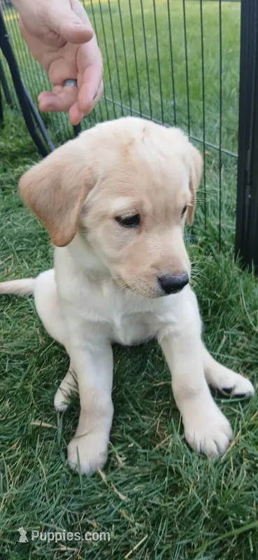 Yellow Girl – Labrador Retriever puppy for sale in Terrebonne, OR