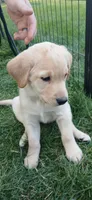 Yellow Girl, a female Labrador Retriever for sale in Terrebonne, OR – 1 of 6