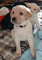 Yellow Girl, a female Labrador Retriever for sale in Terrebonne, OR – 5 of 6