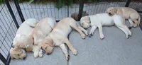 Yellow Girl, a female Labrador Retriever for sale in Terrebonne, OR – 4 of 6