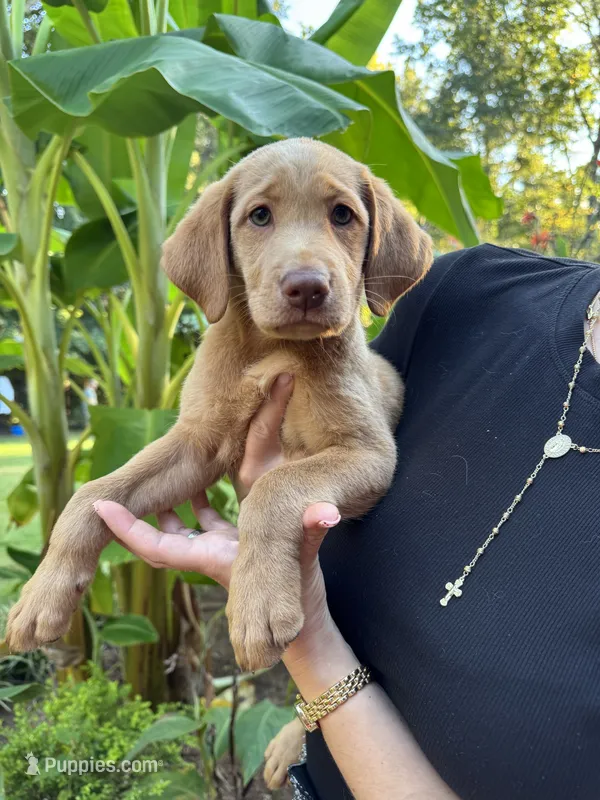 Sandie – Labrador Retriever puppy for sale in Forsyth, GA