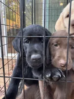 Jackie , a male Labrador Retriever for sale in Forsyth, GA – 2 of 2