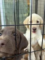 Cutie pie , a female Labrador Retriever for sale in Forsyth, GA – 2 of 2