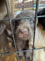 Brownie , a male Labrador Retriever for sale in Forsyth, GA – 2 of 2