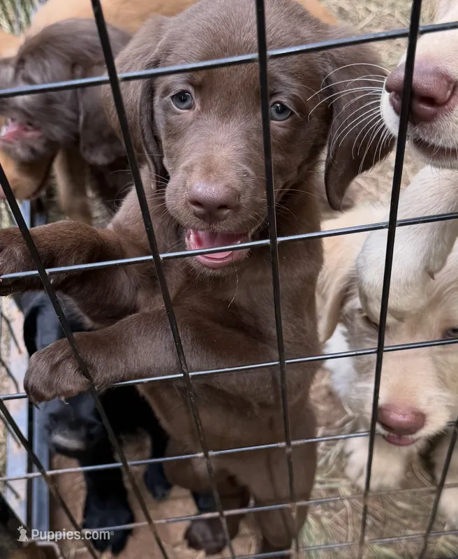 Cutie pie  – Labrador Retriever puppy for sale in Forsyth, GA
