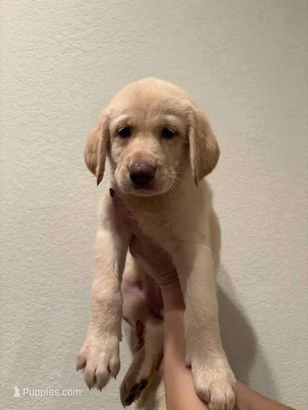 Violet  – Labrador Retriever puppy for sale in Forsyth, GA