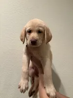 Violet , a female Labrador Retriever for sale in Forsyth, GA – 1 of 2