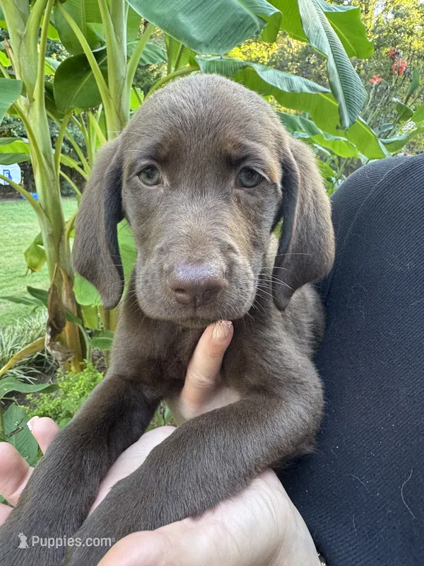 Cutie pie  – Labrador Retriever puppy for sale in Forsyth, GA