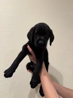 Jackie , a male Labrador Retriever for sale in Forsyth, GA – 1 of 2