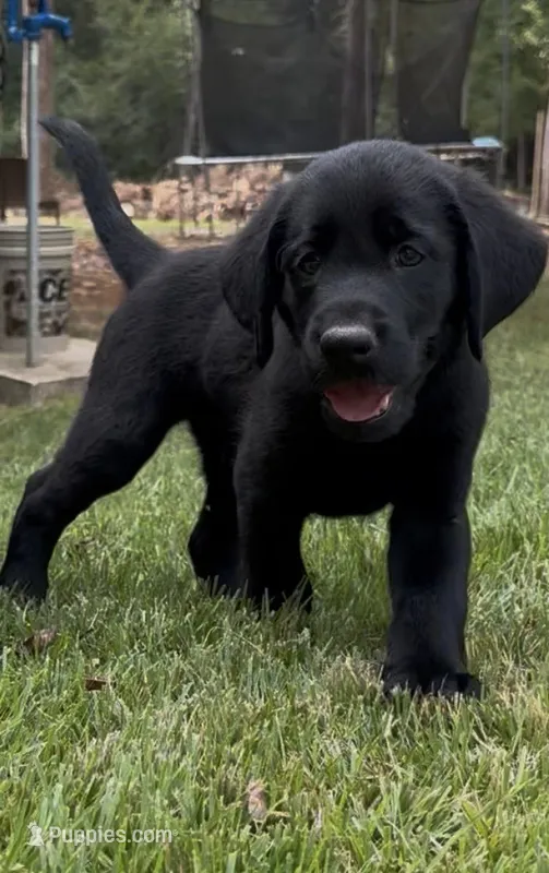 Jackie  – Labrador Retriever puppy for sale in Forsyth, GA