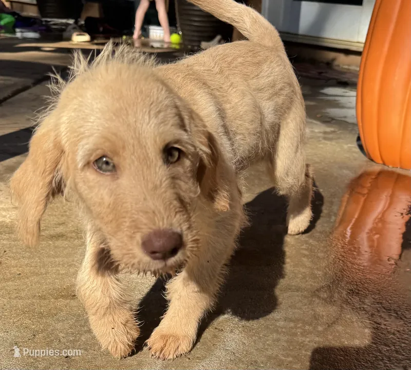 Bear  – Labrador Retriever puppy for sale in Forsyth, GA