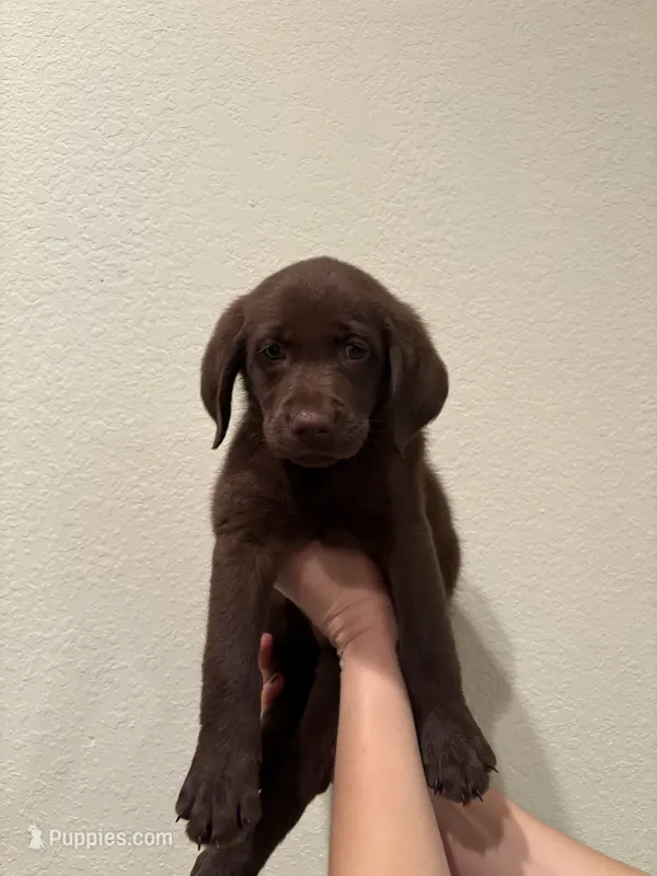 Cutie pie  – Labrador Retriever puppy for sale in Forsyth, GA