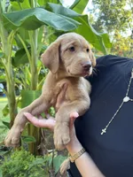 Sandie, a female Labrador Retriever for sale in Forsyth, GA – 2 of 2