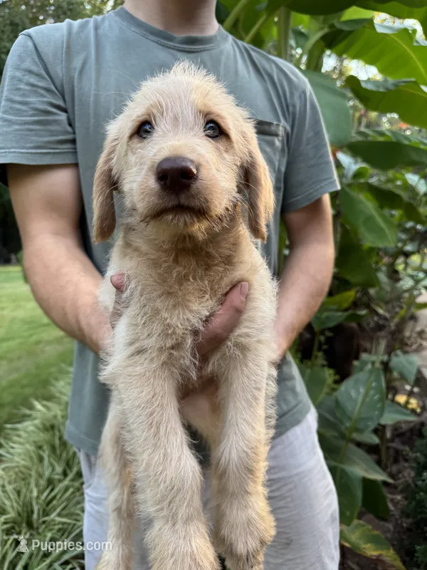 Bear  – Labrador Retriever puppy for sale in Forsyth, GA