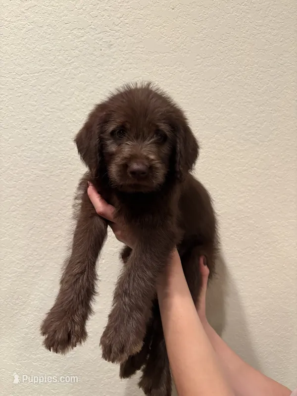 Brownie  – Labrador Retriever puppy for sale in Forsyth, GA