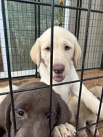 Violet , a female Labrador Retriever for sale in Forsyth, GA – 2 of 2