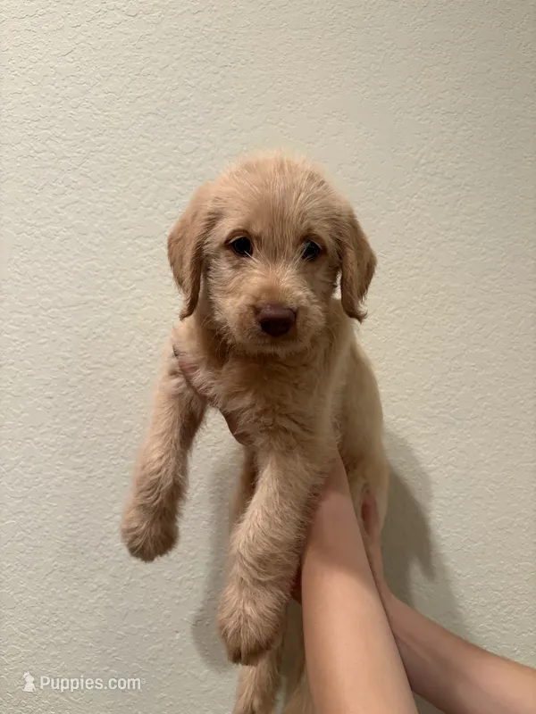 Bear  – Labrador Retriever puppy for sale in Forsyth, GA