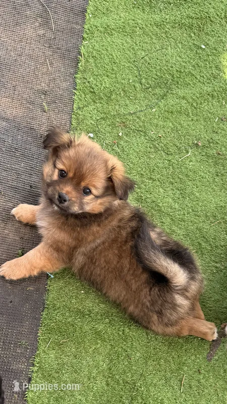 Girl Pomeranian – Pomeranian puppy for sale in Oklahoma City, OK