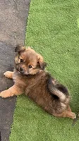 Girl Pomeranian, a female Pomeranian for sale in Oklahoma City, OK – 1 of 1