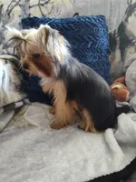 Dexter, a male Yorkshire Terrier for sale in Victorville, CA – Photo 1 of 6