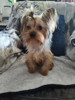 Dexter, a male Yorkshire Terrier for sale in Victorville, CA – Photo 2 of 6