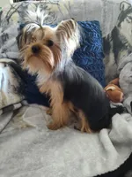 Dexter, a male Yorkshire Terrier for sale in Victorville, CA – Photo 4 of 6