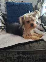 Dexter, a male Yorkshire Terrier for sale in Victorville, CA – Photo 5 of 6