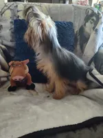 Dexter, a male Yorkshire Terrier for sale in Victorville, CA – Photo 3 of 6