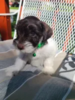 Ottis, a male Miniature Schnauzer and Schnoodle for sale in Humeston, IA – 2 of 5
