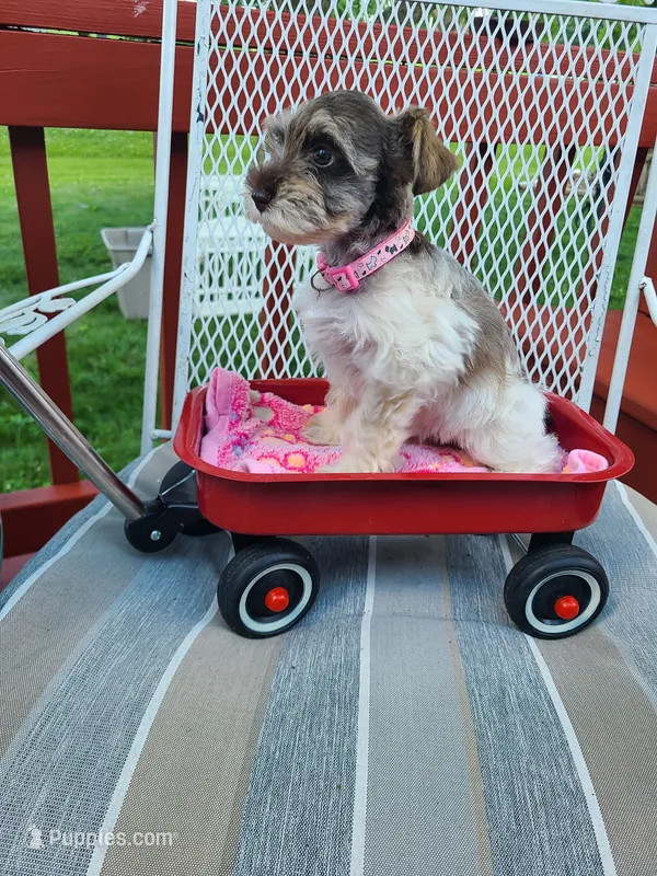 Doll – Schnoodle puppy for sale in Humeston, IA
