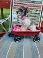 Doll, a female Schnoodle for sale in Humeston, IA – 1 of 2