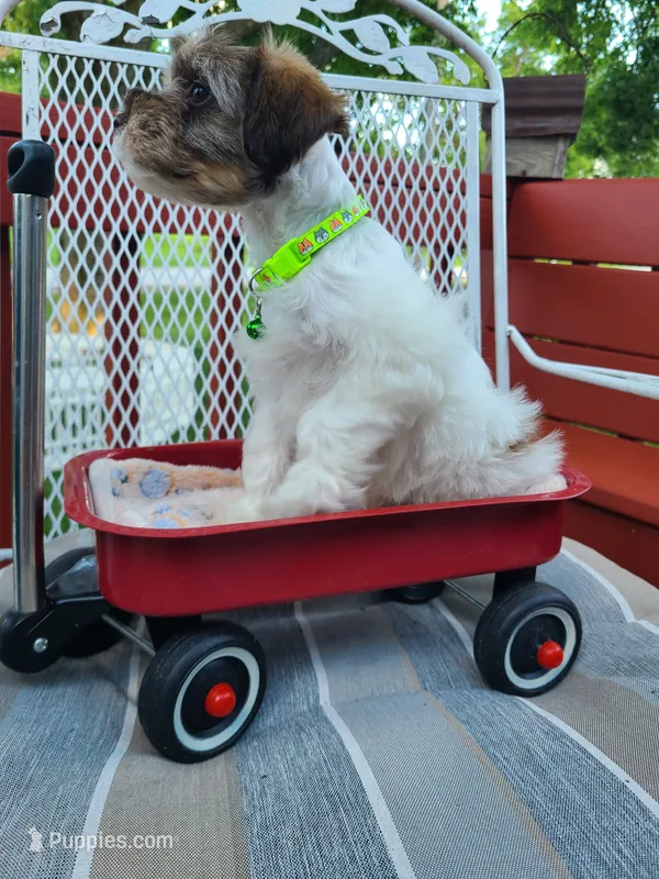 Lamont – Miniature Schnauzer, Schnoodle puppy for sale in Humeston, IA