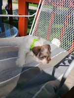 Lamont, a male Miniature Schnauzer and Schnoodle for sale in Humeston, IA – 2 of 6