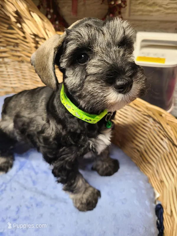 Sarge – Miniature Schnauzer puppy for sale in Humeston, IA