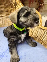 Sarge, a male Miniature Schnauzer for sale in Humeston, IA – Photo 2 of 3