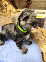 Sarge, a male Miniature Schnauzer for sale in Humeston, IA – Photo 3 of 3