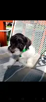 Ottis, a male Miniature Schnauzer and Schnoodle for sale in Humeston, IA – 5 of 5