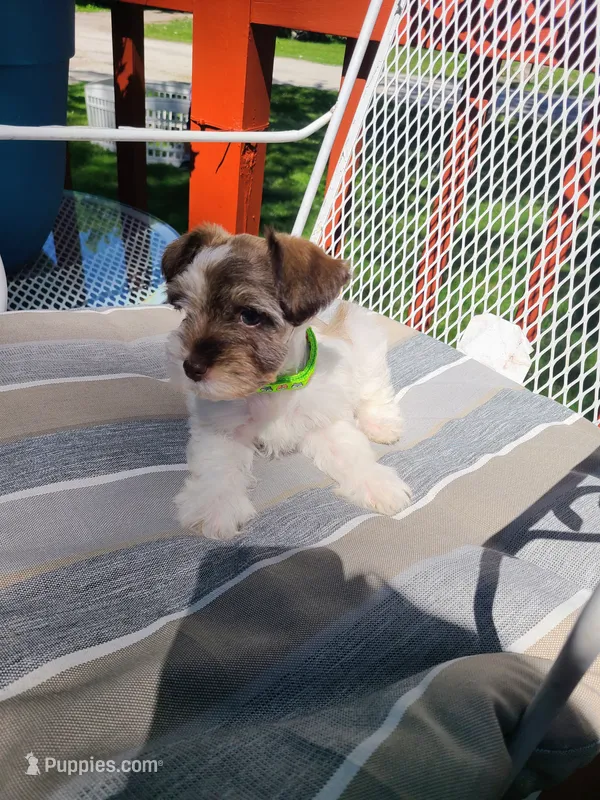 Lamont – Miniature Schnauzer, Schnoodle puppy for sale in Humeston, IA
