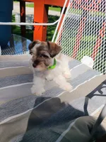Lamont, a male Miniature Schnauzer and Schnoodle for sale in Humeston, IA – 1 of 6