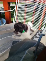 Ottis, a male Miniature Schnauzer and Schnoodle for sale in Humeston, IA – 4 of 5