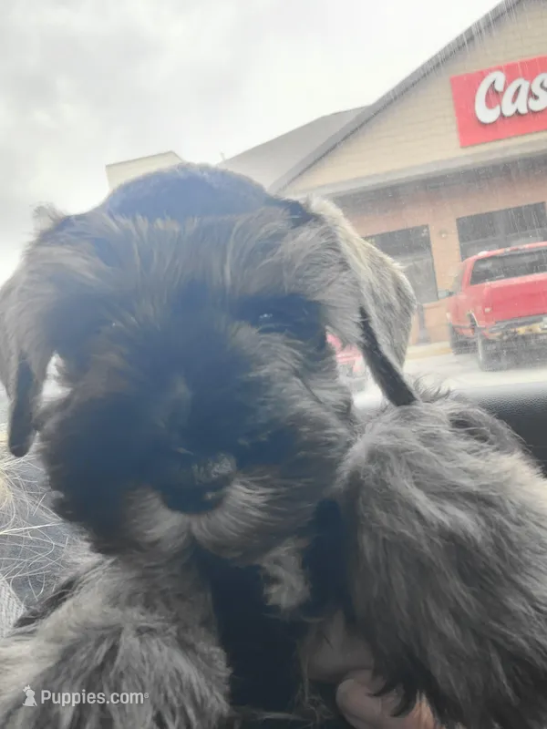 Sarge, a male Miniature Schnauzer for sale in Humeston, IA – Photo 1 of 4