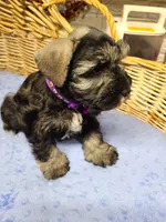 Sarge, a male Miniature Schnauzer for sale in Humeston, IA – Photo 4 of 4