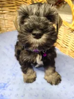 Sarge, a male Miniature Schnauzer for sale in Humeston, IA – Photo 2 of 4