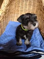 Hewie, a male Miniature Schnauzer for sale in Humeston, IA – Photo 2 of 10