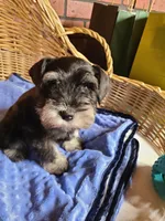 Hewie, a male Miniature Schnauzer for sale in Humeston, IA – Photo 10 of 10