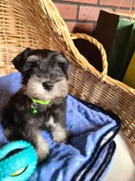 Hewie, a male Miniature Schnauzer for sale in Humeston, IA – Photo 9 of 10