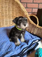 Hewie, a male Miniature Schnauzer for sale in Humeston, IA – Photo 5 of 10